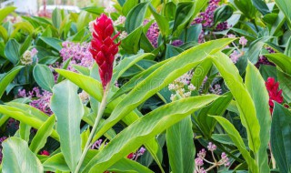 红丝姜花的养殖方法 红丝姜花的养殖方法