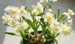 养殖水仙花的方法 养殖水仙花的方法和技巧