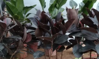 黑金刚的扦插方法(黑金刚的扦插方法图片)