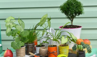 夏天的代表性的植物哪些（夏天的代表性的植物哪些好养）