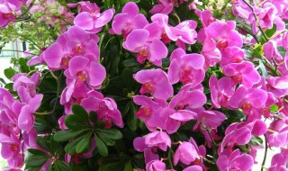 盆栽蝴蝶花的养殖方法（盆栽蝴蝶花的养殖方法和方法）