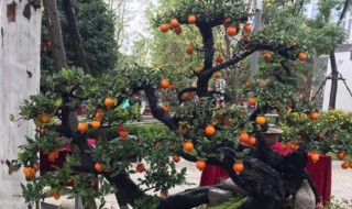 如何刺激金弹子发芽催芽方法(金弹子怎么促进发芽)