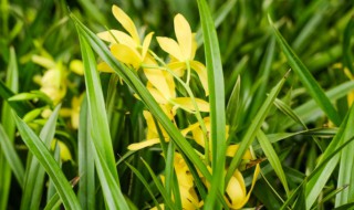 兰花多发芽的秘诀（想要兰花发芽多,长得健壮,其实就三点）