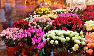 海棠花有几种哪些品种比较好（海棠花有哪几个品种）