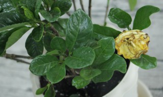 栀子花的养殖方法和技巧（栀子花的养殖方法和注意事项）