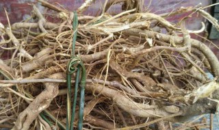 五爪金龙有什么功效与作用（五爪金龙有什么功效与作用禁忌）