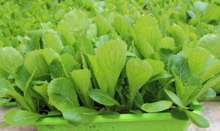 喜阴不需要阳光的蔬菜（18种最耐阴的蔬菜）