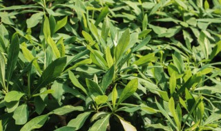 结香花怎么扦插 结香花扦插方法