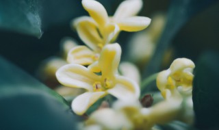 桂花如何室内养殖（桂花树室内养殖技巧）