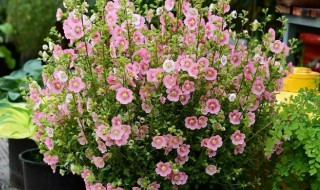 适合家养的6种花卉 适合家养的几种花