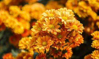 秋天的标志性植物哪些（秋天的标志性植物哪些好养）