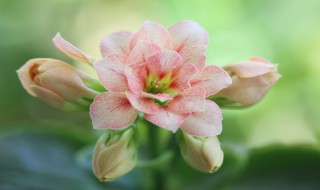 什么花一年四季都开 一年四季都开花的花