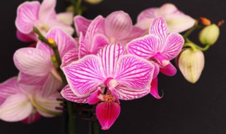 超耐阴植物的植物有哪些(超耐阴植物的植物有哪些图片)