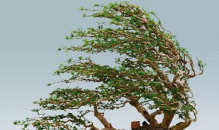 白蜡盆景养护技巧有哪些 白蜡盆景养护技巧有哪些方法