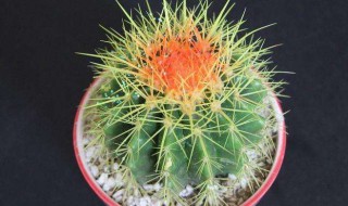 四大名贵仙人球有哪些(四大名贵仙人球有哪些品种)