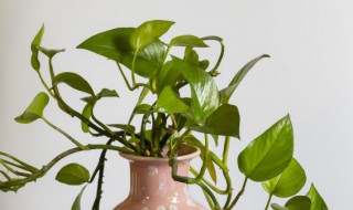 怎么才能让绿萝长得茂盛 怎么才能让绿萝长得茂盛呢