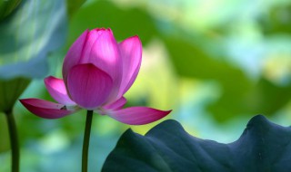 令箭荷花如何嫁接（令箭荷花的嫁接方法和注意事项）