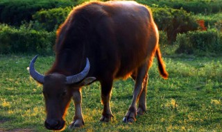 梦见被牛顶怎么办（梦见被牛顶周公解梦）