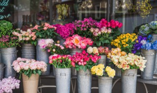 八种招财又旺宅的植物（招财旺宅的植物排名）
