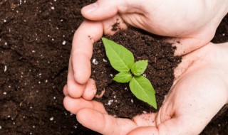 芭蕉树几月份移栽比较好 芭蕉树几月份移栽比较好活