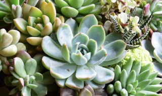 多肉有多少个品种(多肉植物品种)