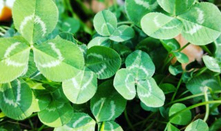 百叶草怎么养 百叶草怎么养殖