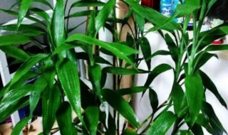 富贵竹生根技巧如何快速生根（富贵竹快速生根小技巧）