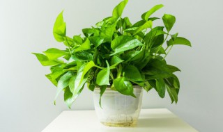 常见的家养水生花卉有哪些（常见的家养水生花卉有哪些图片）