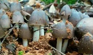 常见食用菌有哪些品种 常见食用菌种类有哪些