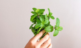 薄荷叶和什么泡茶（薄荷叶和什么泡茶好喝）