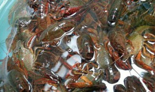 河虾和龙虾怎么洗 河虾和龙虾有什么区别