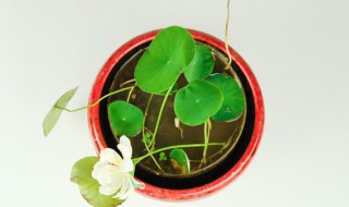 碗莲的种植方法和种植技巧（碗莲的种植方法是什么）