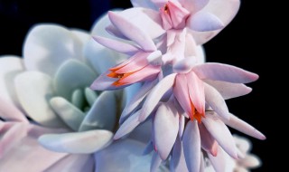 雪莲花怎么存放呢（雪莲花能保存多长时间）