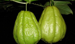 佛手瓜怎么存放才好 佛手瓜如何存放