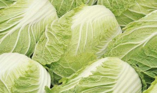 冬季怎样储存大白菜 冬天怎样储存大白菜