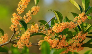 桂花树怎么修剪（春季桂花树怎么修剪）