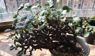 枝干洋葵的养殖方法（枝干洋葵的养殖方法）