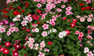 长春花养殖技巧（长春花养殖技巧和方法）