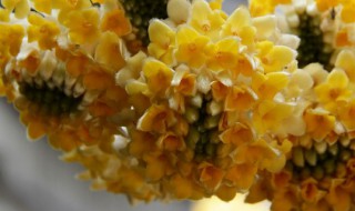 结香花的养殖方法(结香花如何养)