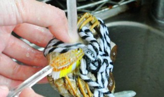 大闸蟹吐沙要放多少水 大闸蟹吐沙用清水还是用盐水?