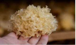 银耳怎么选购较好 银耳的选购技巧