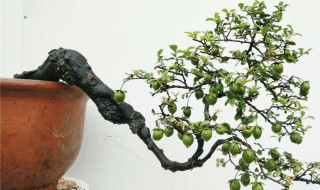 金弹子最好品种 金弹子最好品种主要品种有哪些