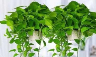 绿萝长得太长了怎么办 绿萝长的太长了怎么打理