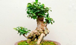 盆景养成矮霸的方法 矮霸盆景快速成型法