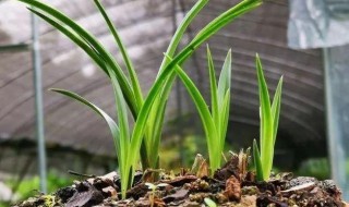 种植兰草注意些什么 种植兰草的技巧和注意事项