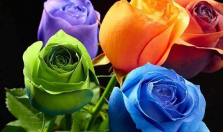 钻石玫瑰花的养殖方法（钻石玫瑰花的养殖方法和注意事项）