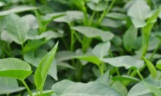 蕹菜的种植方法（蕹菜种植方法冬天）