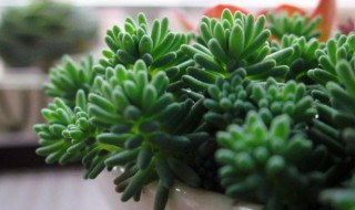 薄雪万年草的养殖方法(薄雪万年草的养护方法)