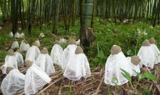 竹荪怎样种植（竹荪怎样种植视频）