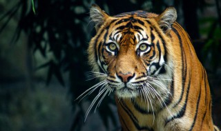 梦见老虎具体是什么意思 梦见老虎是什么意思一个不用说就可以明白